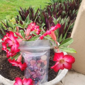 Aura Salts - (aka complete Cleanse )